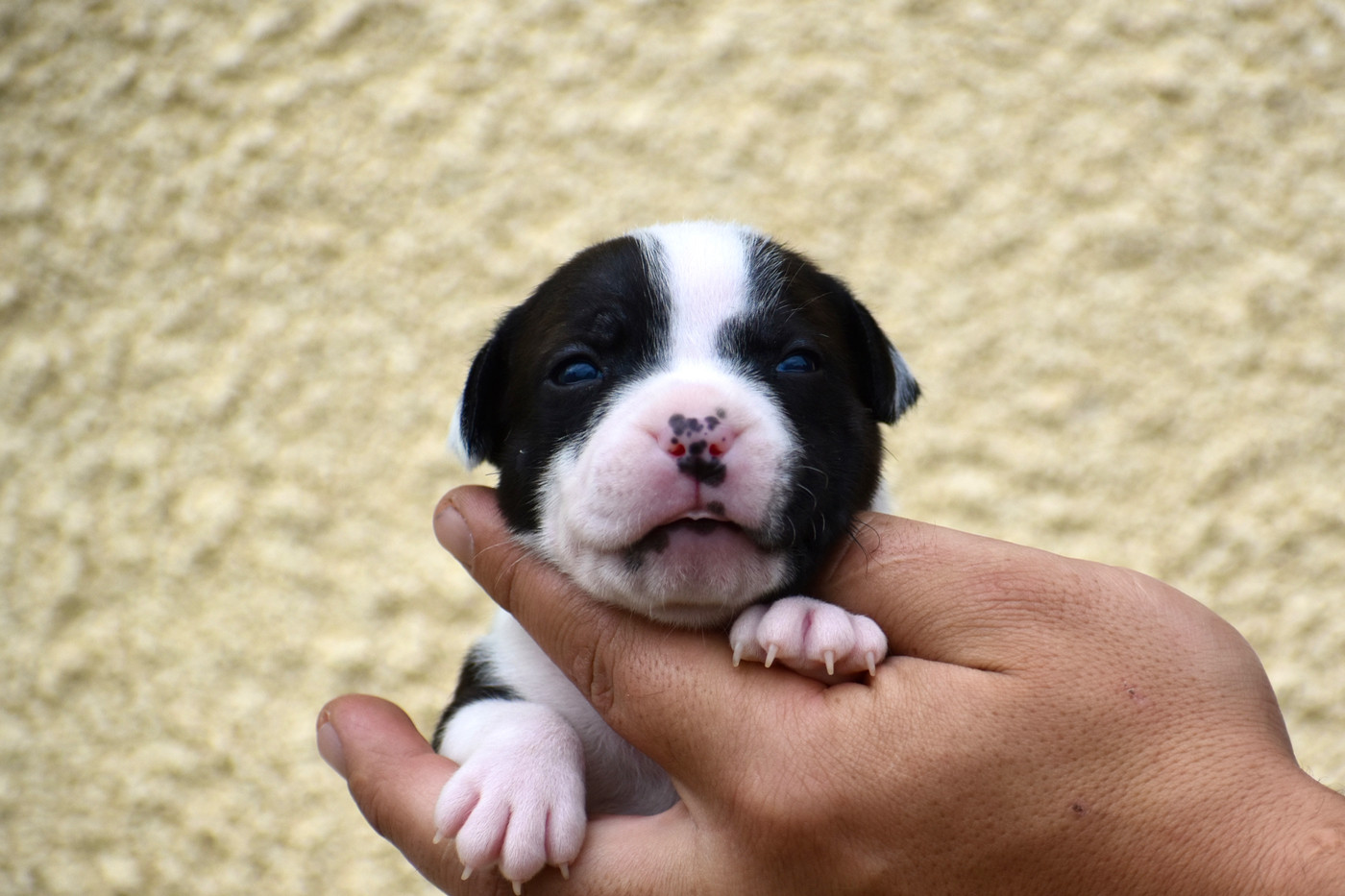 Royaume Du Nanny Dog - Chiots disponibles - Staffordshire Bull Terrier