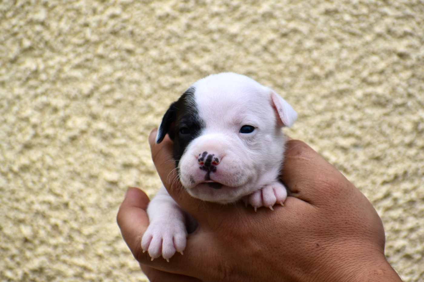 Royaume Du Nanny Dog - Chiots disponibles - Staffordshire Bull Terrier