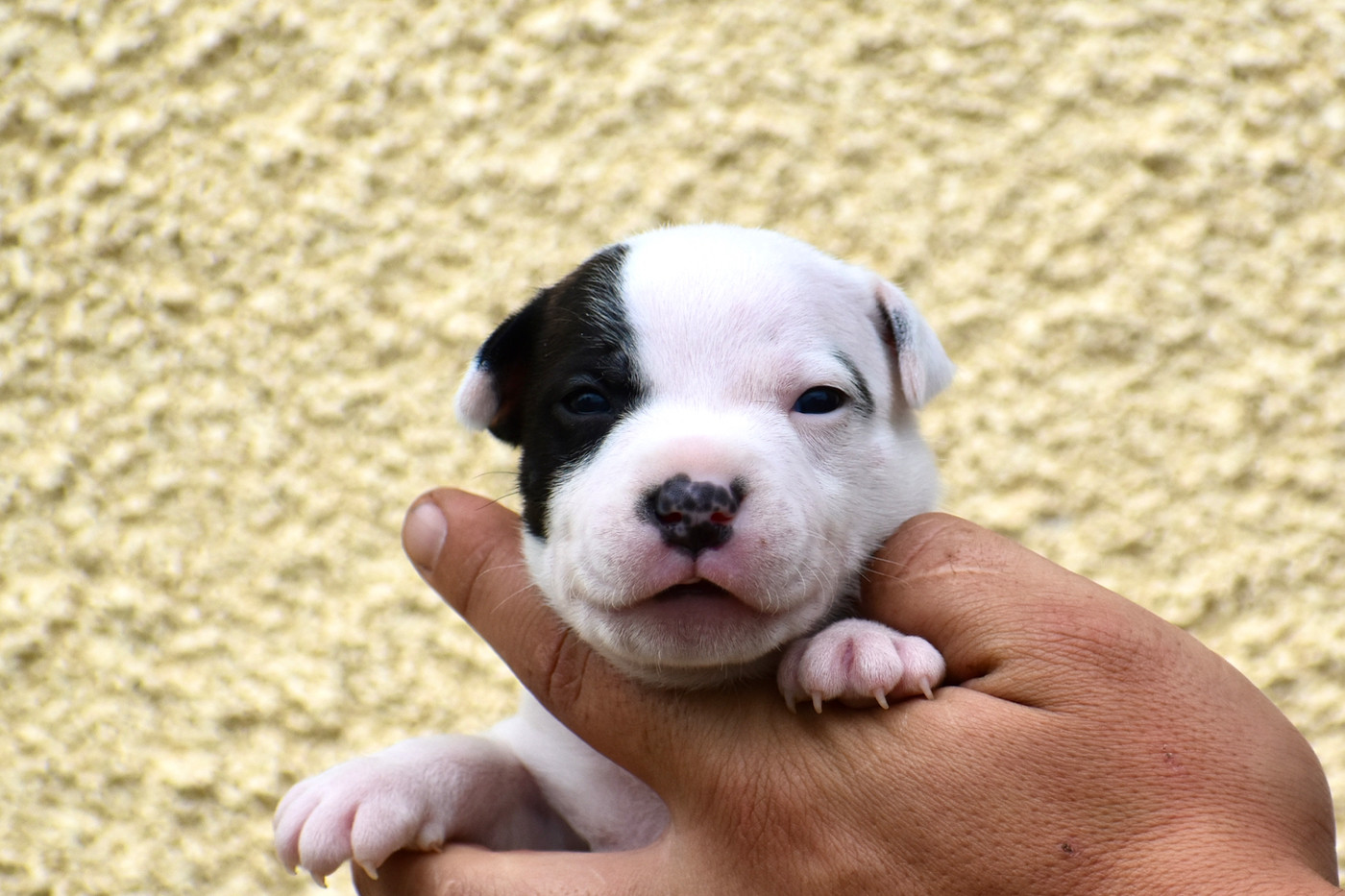 Royaume Du Nanny Dog - Chiots disponibles - Staffordshire Bull Terrier