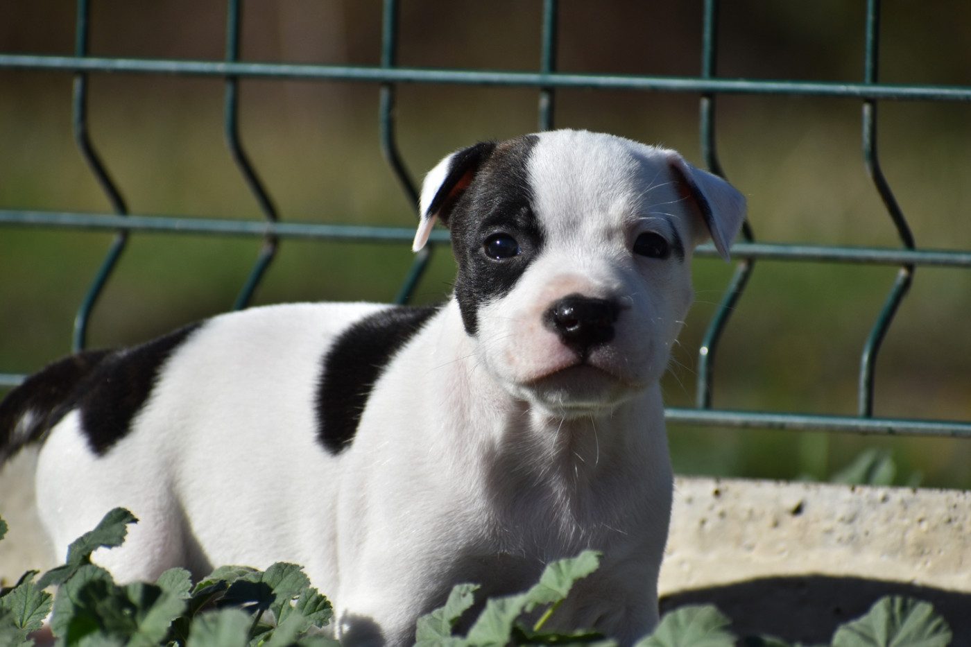 Royaume Du Nanny Dog - Chiots disponibles - Staffordshire Bull Terrier
