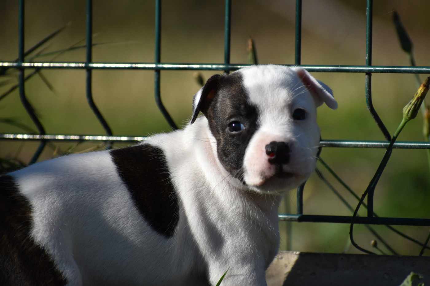 Royaume Du Nanny Dog - Chiots disponibles - Staffordshire Bull Terrier