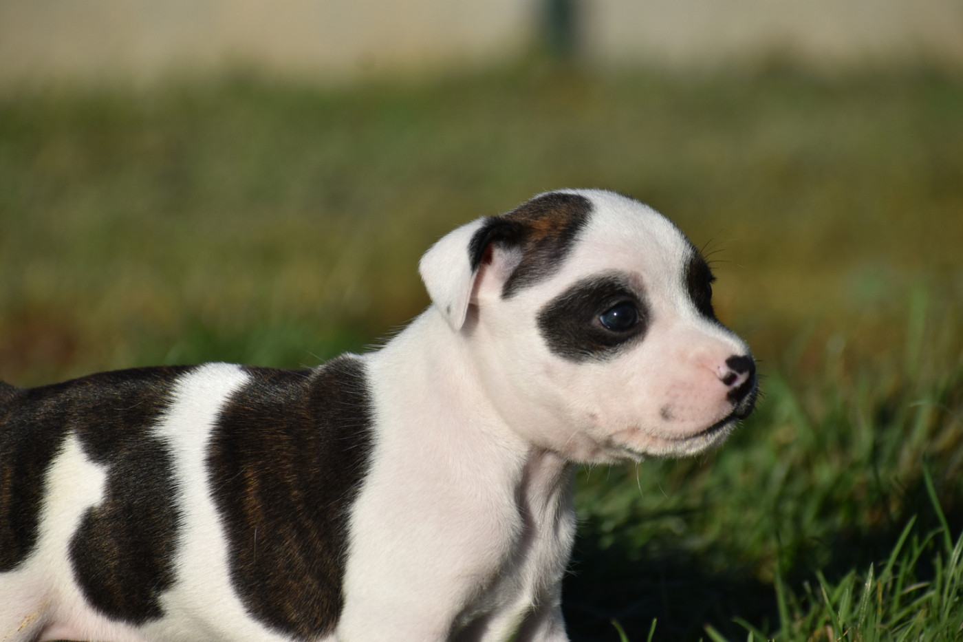 Royaume Du Nanny Dog - Chiots disponibles - Staffordshire Bull Terrier