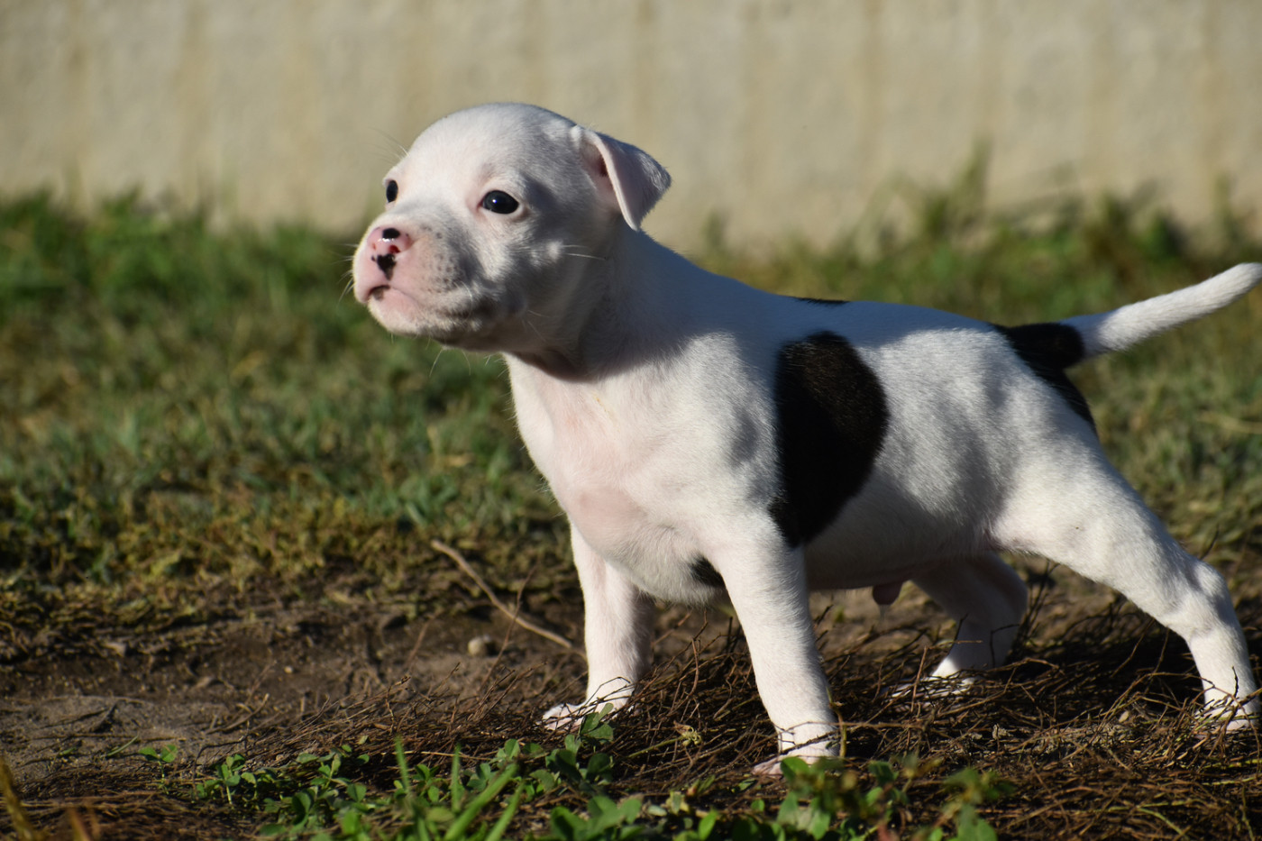 Royaume Du Nanny Dog - Chiots disponibles - Staffordshire Bull Terrier