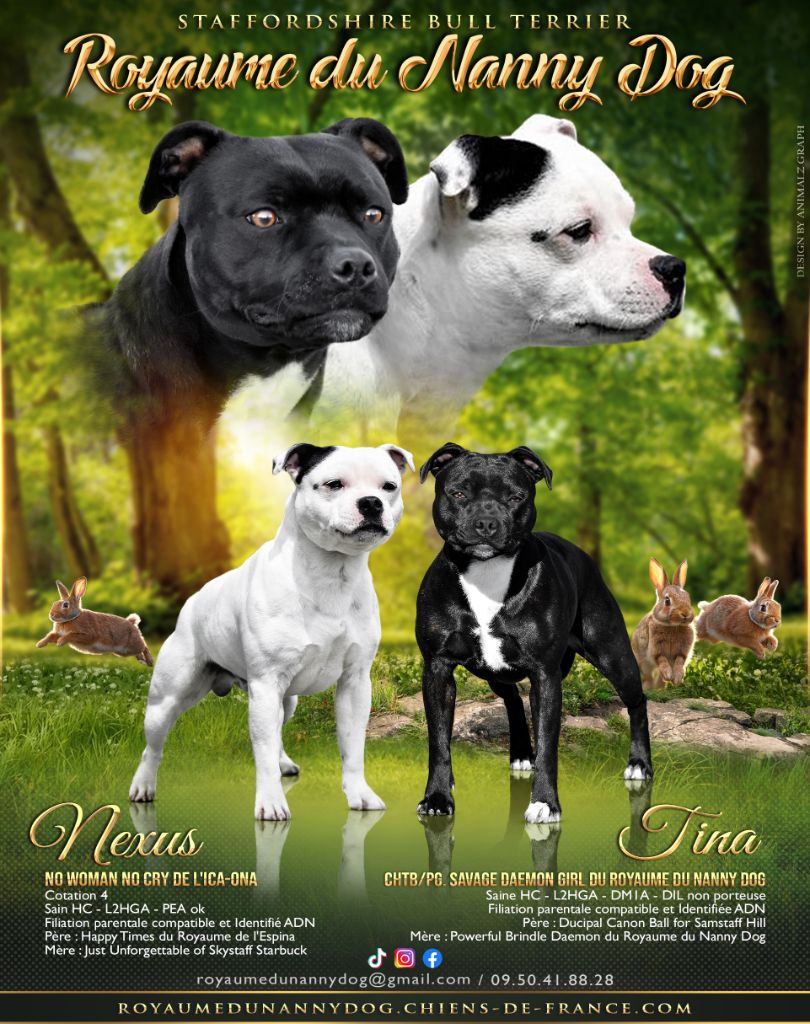 Chiot Staffordshire Bull Terrier Royaume Du Nanny Dog