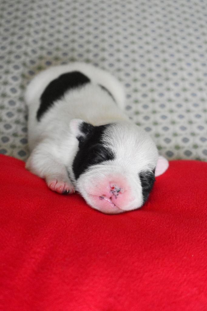 Royaume Du Nanny Dog - Chiots disponibles - Staffordshire Bull Terrier