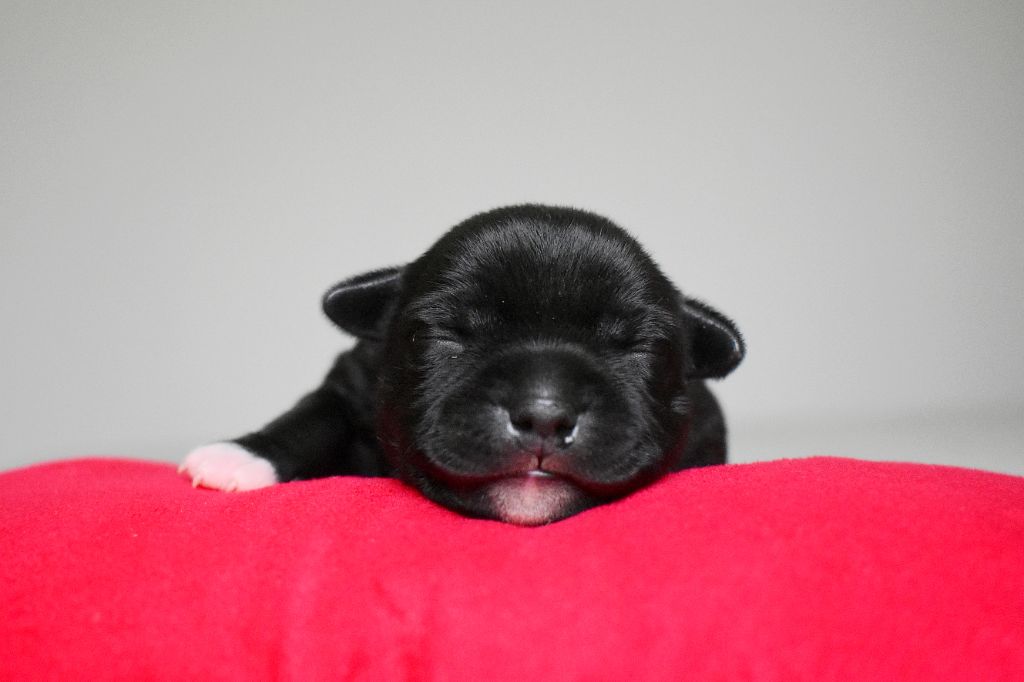 Royaume Du Nanny Dog - Chiots disponibles - Staffordshire Bull Terrier