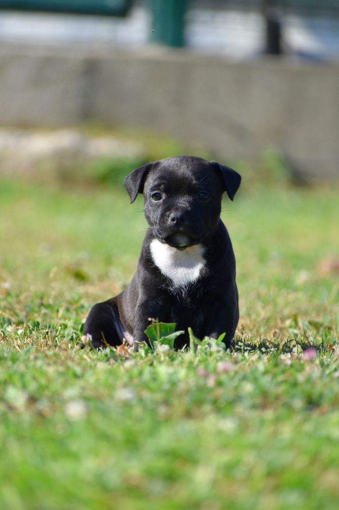Royaume Du Nanny Dog - Chiots disponibles - Staffordshire Bull Terrier