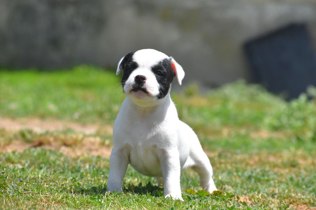 Royaume Du Nanny Dog - Chiots disponibles - Staffordshire Bull Terrier
