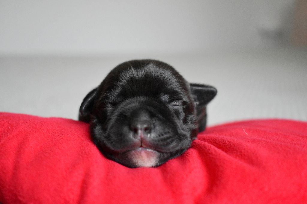 Royaume Du Nanny Dog - Chiots disponibles - Staffordshire Bull Terrier