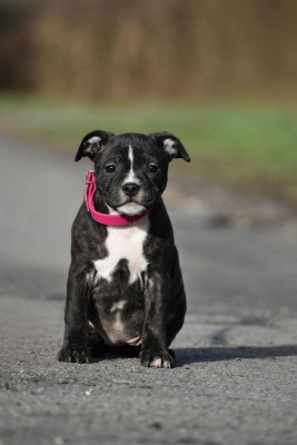 Absolut brindle jewel