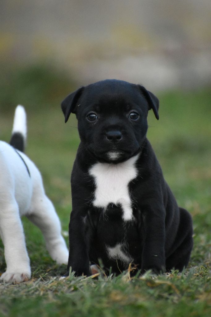 Royaume Du Nanny Dog - Chiots disponibles - Staffordshire Bull Terrier