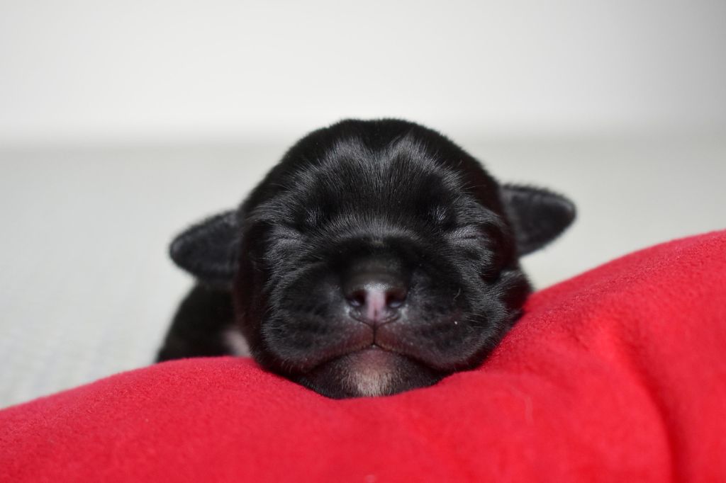 Royaume Du Nanny Dog - Chiots disponibles - Staffordshire Bull Terrier